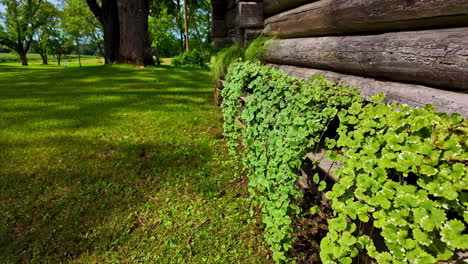 green plants growing on a log cabin wall