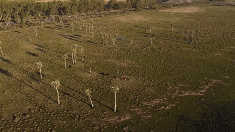 Cow-grazing-on-green-meadow-with-palm-trees-at-Black-Lagoon-swamp-in-Uruguay