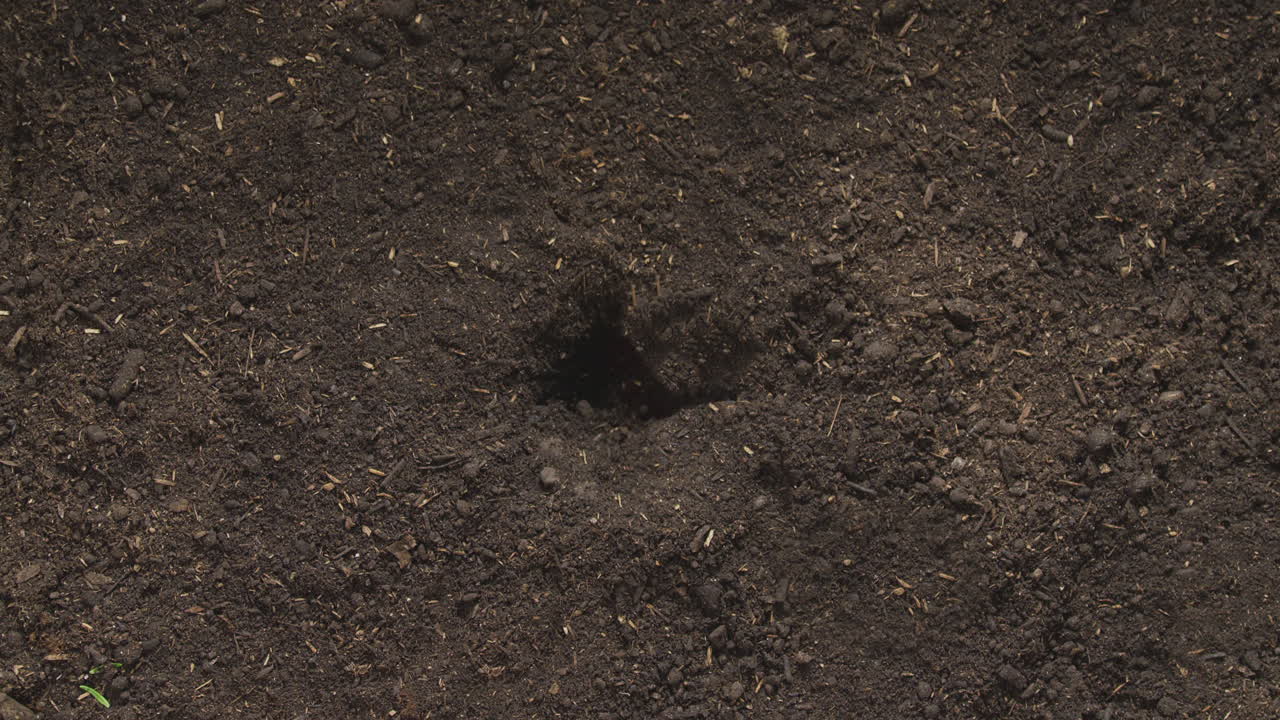 Time Lapse Sequence Of Red Cyclamen Persicum Plant Growing In Garden Soil