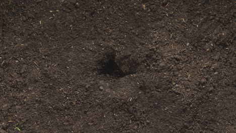 time lapse sequence of red cyclamen persicum plant growing in garden soil