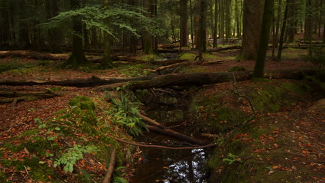 Aufnahme-Mehrerer-Baumstämme,-Die-über-Einem-Kleinen-Bach-Liegen,-Bach-Im-Blackwater-Arboretum