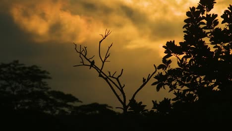dos siluetas de pájaros en un árbol muerto aterrador durante la puesta de sol dorada en el bosque, tema de halloween