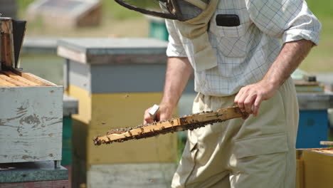pulling the wax frames out of bee hive. beekeeper in protective hat inspects frame coated with bee swarm. nature backdrop in blur.