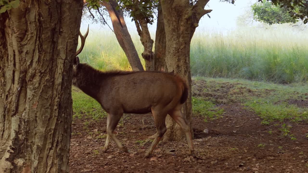 sambar rusa unicolor es un gran ciervo nativo del subcontinente indio, el sur de china y el sureste de asia que está catalogado como una especie vulnerable. parque nacional de ranthambore sawai madhopur rajasthan india