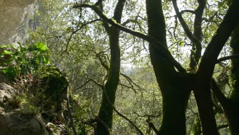 Rock-in-the-forest-in-a-cave-in-Dordogne,-Campagne,-France