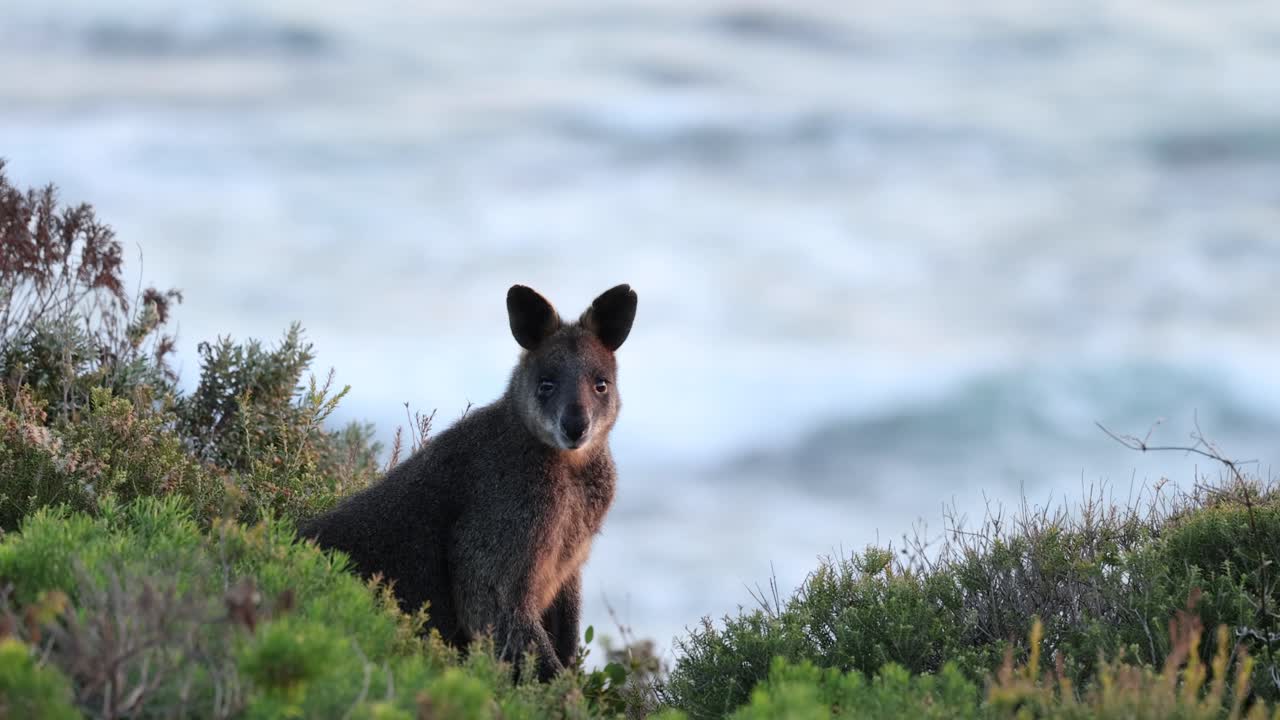 wallaby de pie cerca del océano, rodeado de vegetación