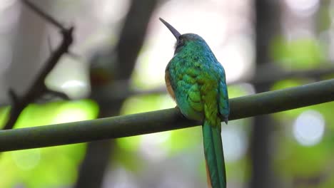 Jacamar-Stretching-Wings-and-Adjusting-Feathers-Perched-on-Branch