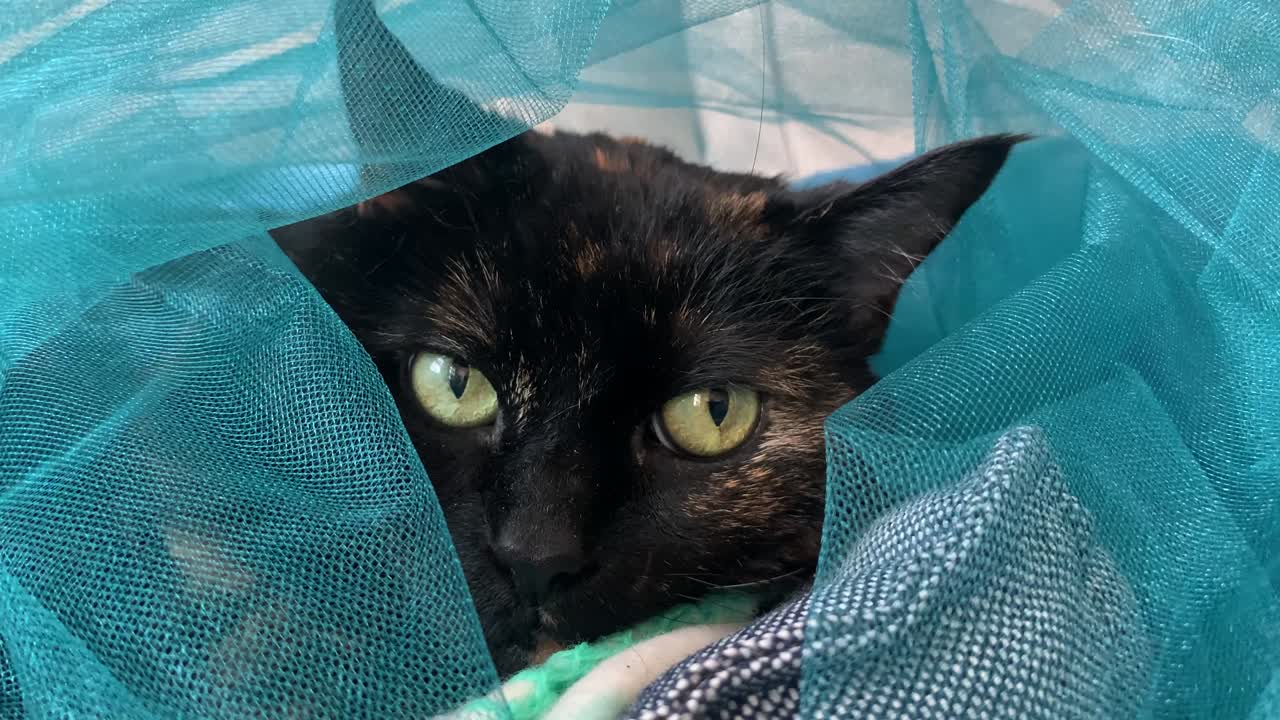 el gato tortie senior disfrutando de una cubierta de tulle azul