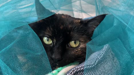 senior tortie cat enjoying a cover of blue tulle