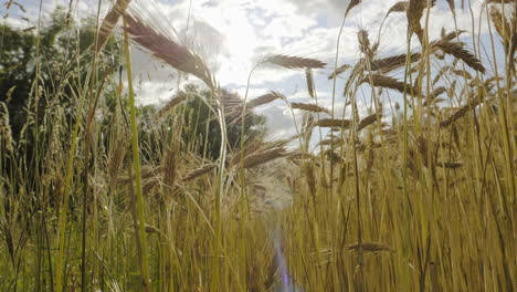 Cebada-Madura-Madura-En-El-Campo-Con-Nubes-En-El-Fondo-Y-Destellos-De-Lente