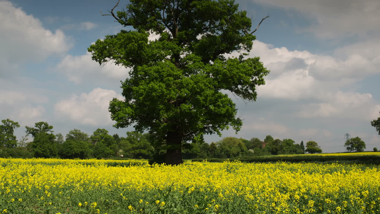 아름다운 나무 02