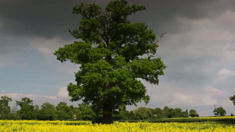Beautiful Tree 02