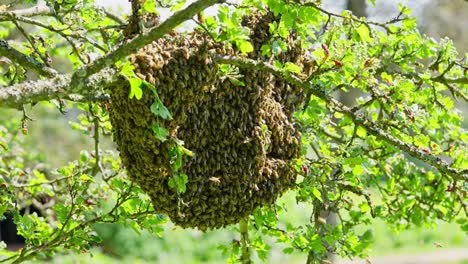 Enjambre-De-Abejas-Y-Cubriendo-El-Panal-En-La-Rama-Del-Manzano