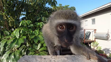 curious wild grey vervet monkey from south africa eating and looking into a camera then jumps