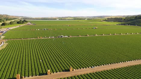 Ausgezeichnete-Antenne-Von-Riesigen-Kommerziellen-Kalifornischen-Farmfeldern-Mit-Eingewanderten-Mexikanischen-Landarbeitern,-Die-Getreide-Pflücken