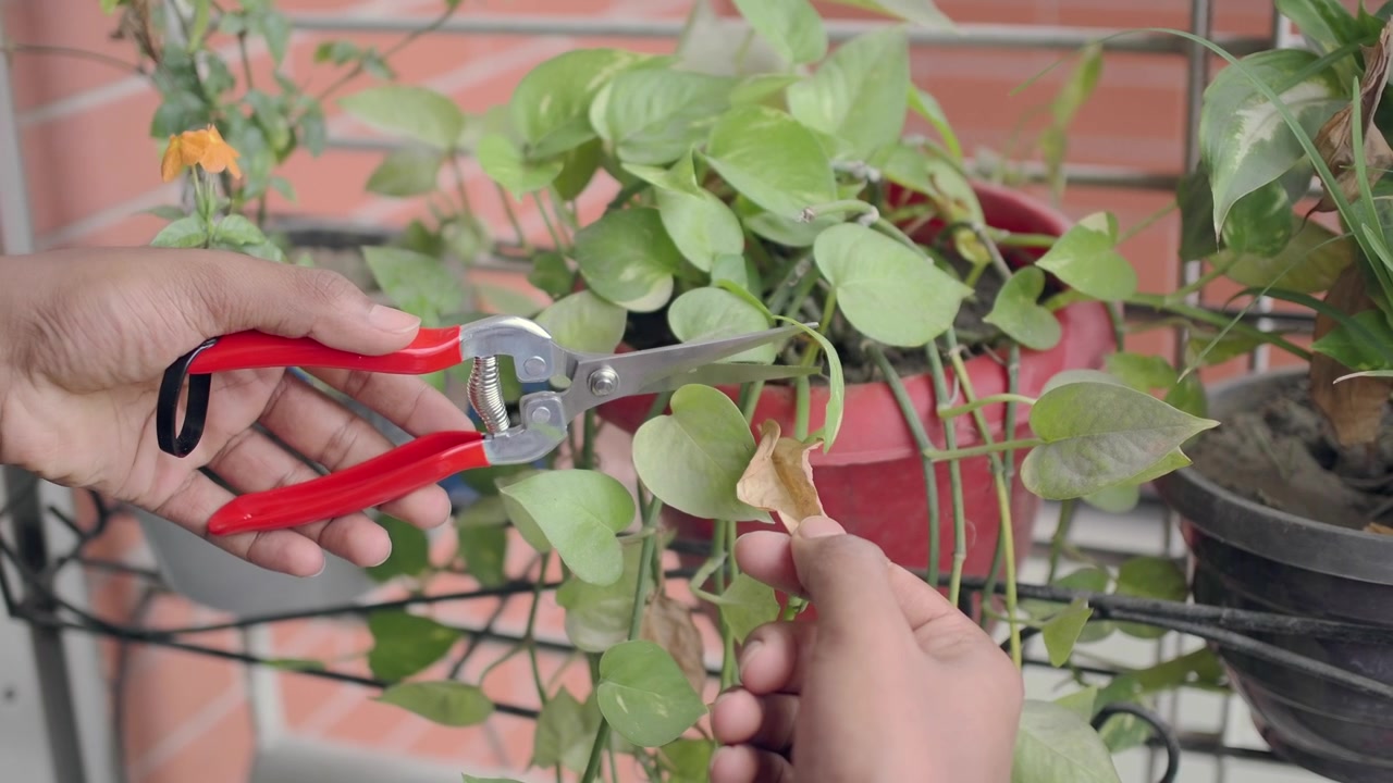 Pessoa Podando Folha Seca de Planta de Casa em Vaso com Tesoura de Jardinagem