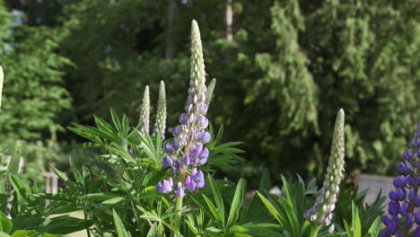 purple lupine flower. version 2. 20sec-24fps