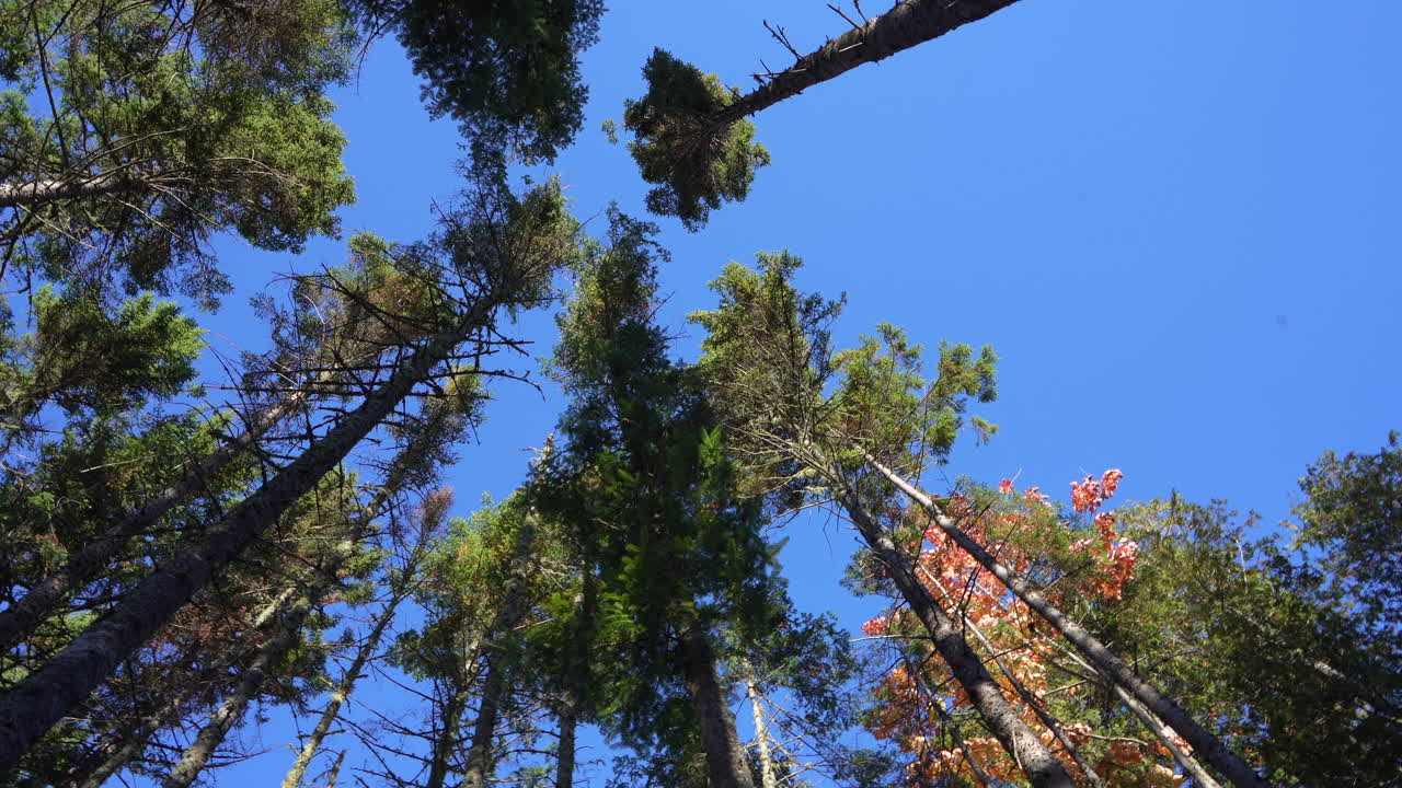Ground view looking up at tall conifers swaying in the wind in Mauricie, Quebec, Canada. Autumn light highlights the trees and vibrant forest canopy