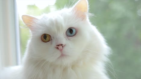 Hauskatze-Mit-Vollständiger-Heterochromie.-Weiße-Katze-Mit-Verschiedenfarbigen-Augen-Sitzt-Am-Fenster.