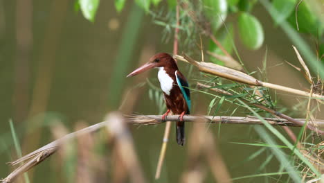 A-white-throated-kingfisher-perched-on-a-dried-grass-stem-waiting-for-some-prey-to-come-along