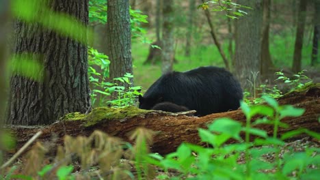 black bear mother resting on the forest floor while cubs explore around her in cades cove, great smoky mountains