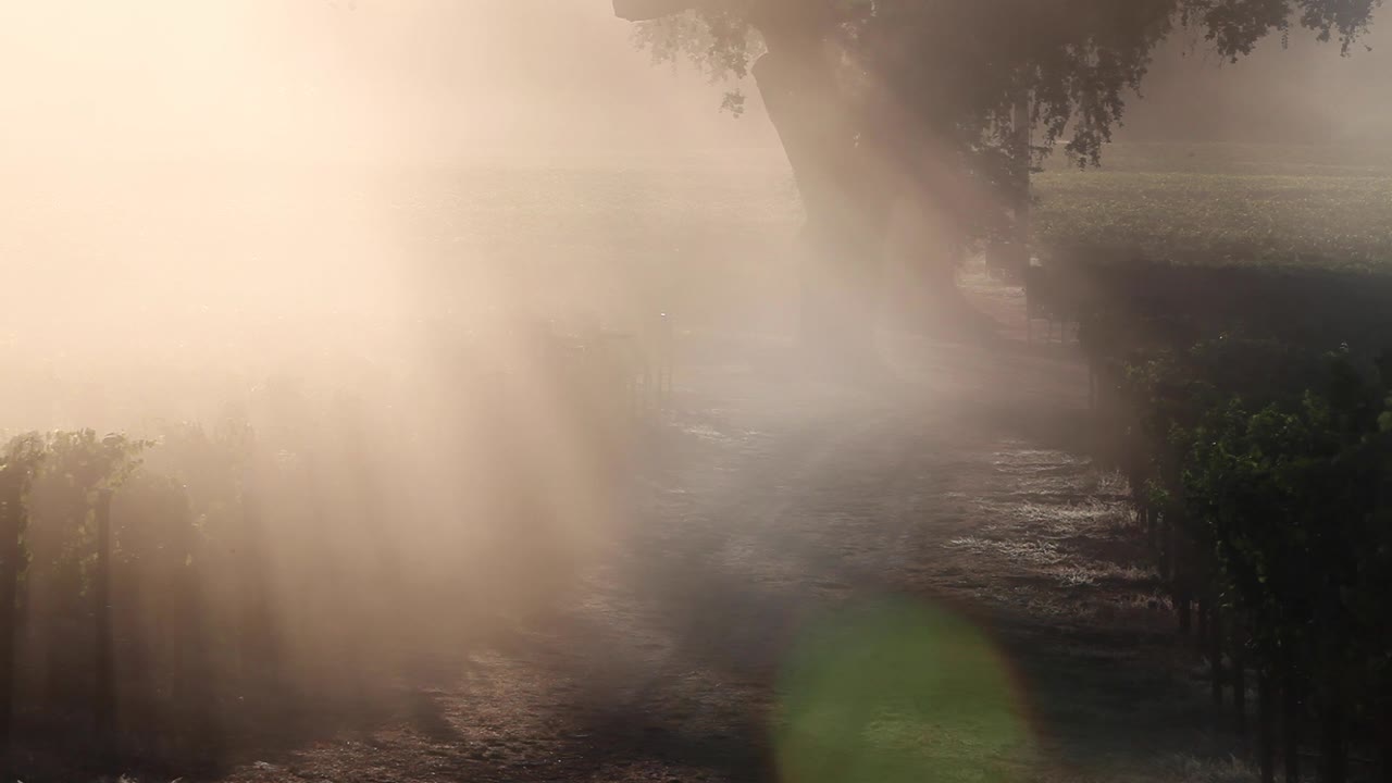 캘리포니아 포프 밸리 포도원에서 햇빛이 비치는 안개 속을 걷고 있는 카우보이 모자를 쓴 남자의 아름다운 백라이트 클립