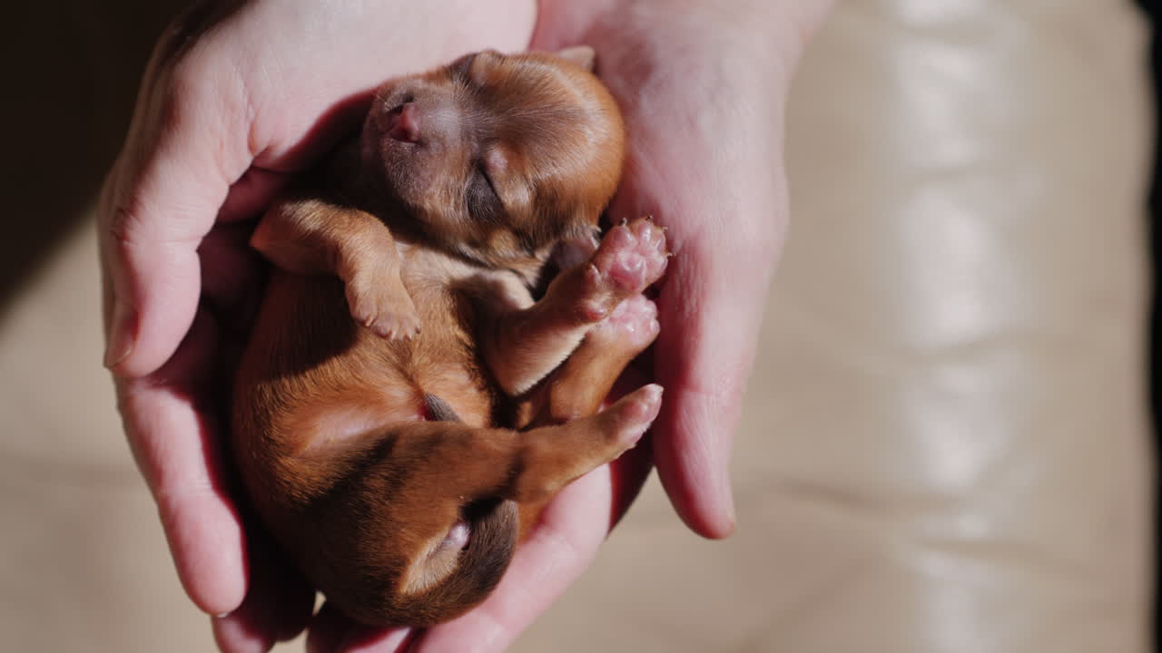 мужчина держит на ладони новорожденного щенка 05