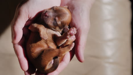 un hombre sostiene un cachorro recién nacido en la palma de su mano 05