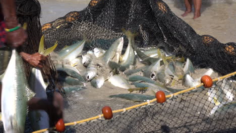 artisanal fishing in false bay