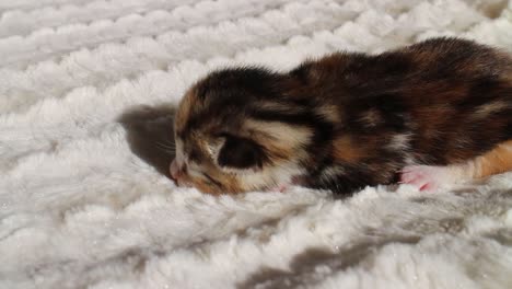 black and brown newborn bengal kitten on a blanket