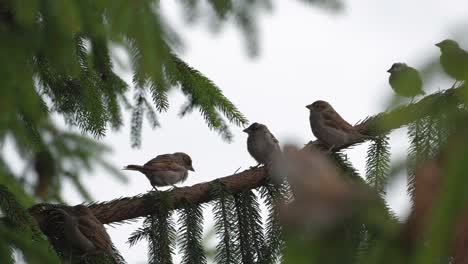 sparrows sitting on a branch of a coniferous tree