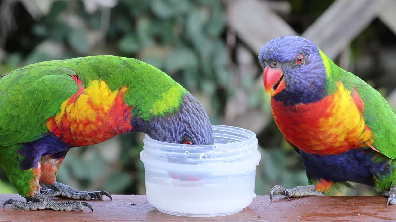 다채로운 로리케이트가 함께 컨테이너에서 먹고 있습니다.