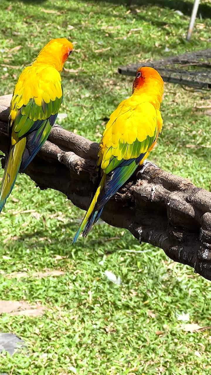 pájaros vibrantes descansando en una percha de madera