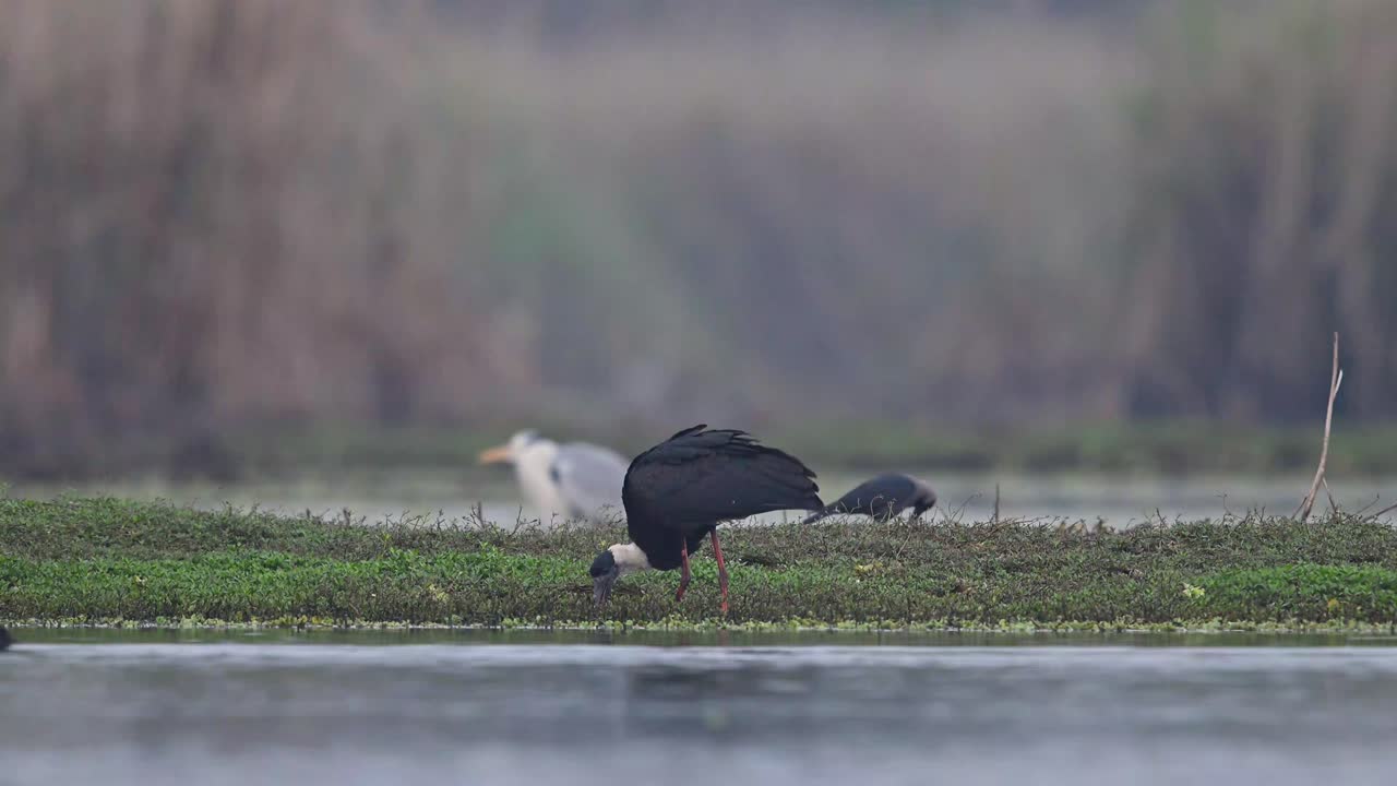 cigüeñas de cuello lanudo pescando en humedales-6