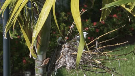 Mother-bird-landing-on-its-nest-built-on-a-exotic-tropical-palm-tree-with-small-babies-waiting-for-food-in-the-state-of-Pernambuco-in-Northeastern-Brazil-on-a-warm-sunny-summer-day