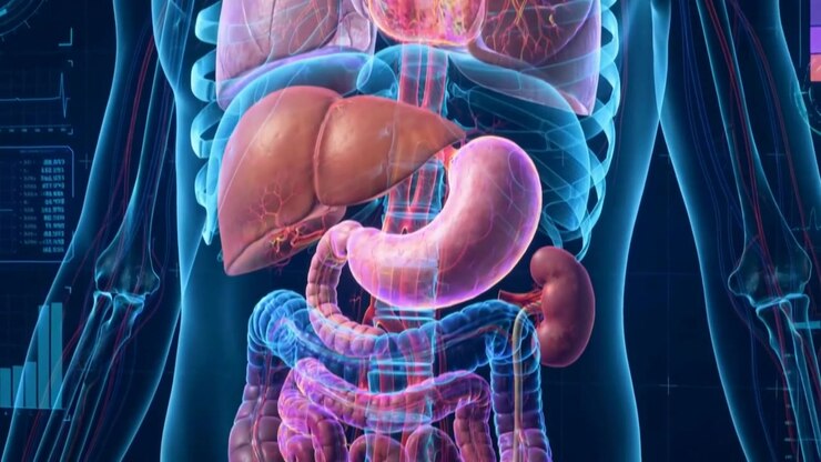 Digital Medical Scan Of Human Internal Organs Sweeping Through Body Layers In Cool Holographic Tones