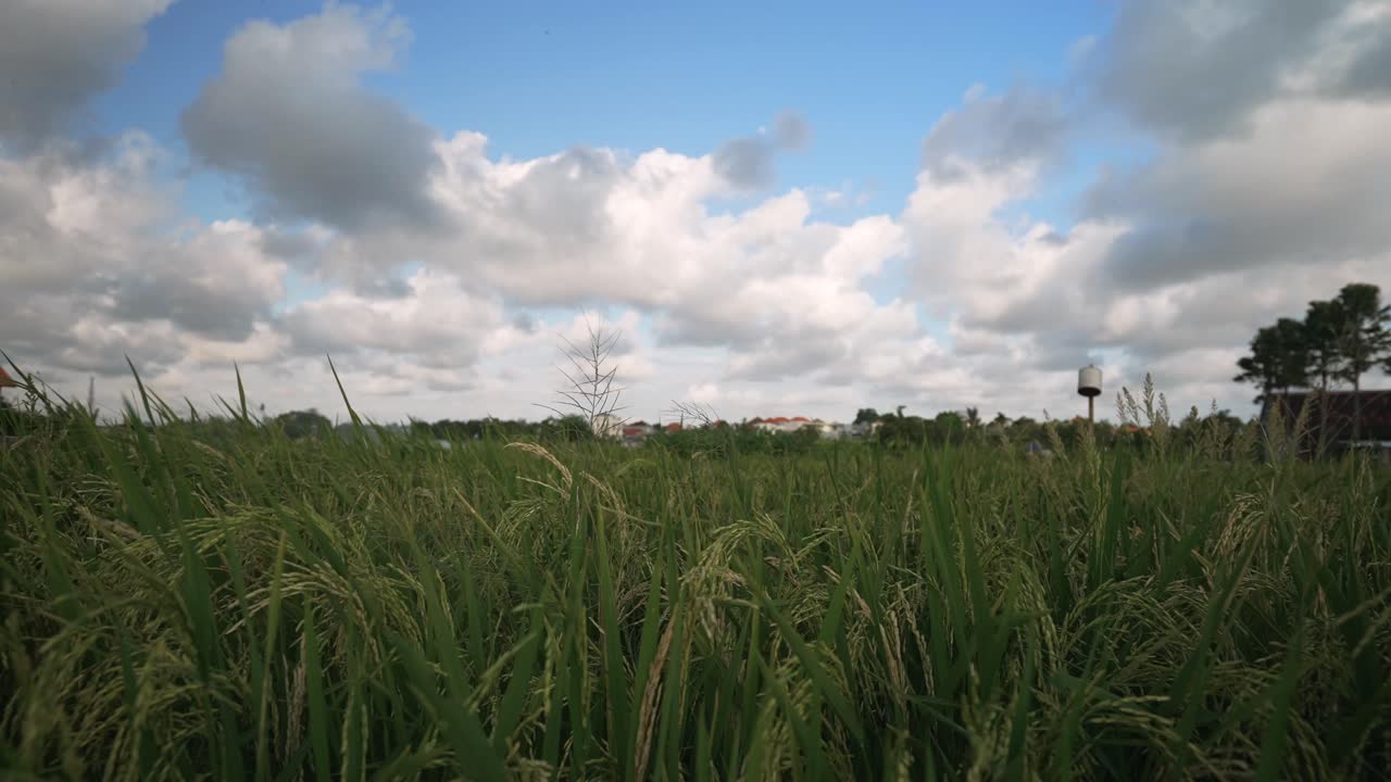 Bali rice field_rice plants blowing in the wind