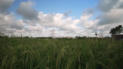 bali rice field_rice plants blowing in the wind