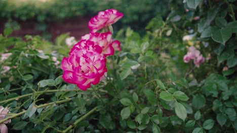 rosa rosa en el jardín