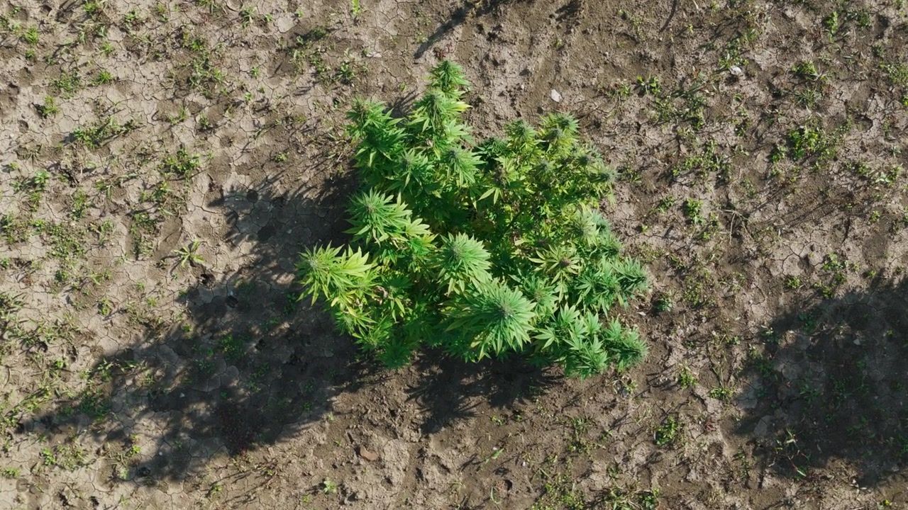 CBD-Cannabispflanzen wachsen auf offenen Feldern auf einem Bauernhof für die legale Cannabidiolproduktion und Hanf