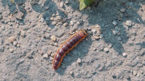 large-beetle-larva-crawls-on-stony-ground