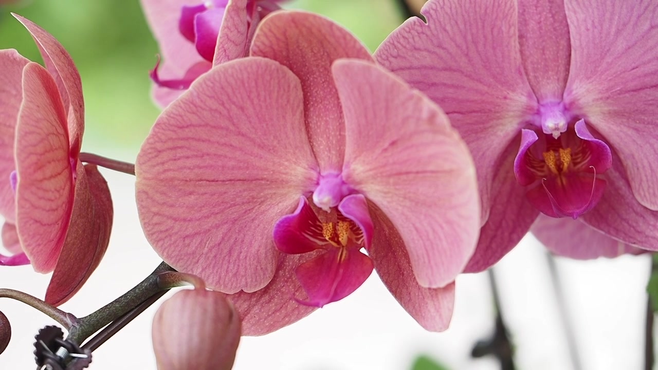 Primo piano di bellissimi fiori di orchidea rosa in fiore.