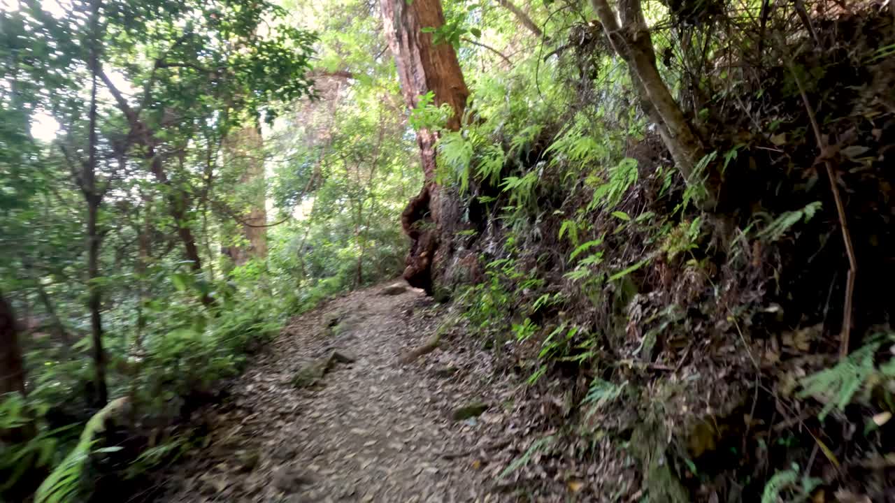 persona caminando por un sendero de bosque exuberante