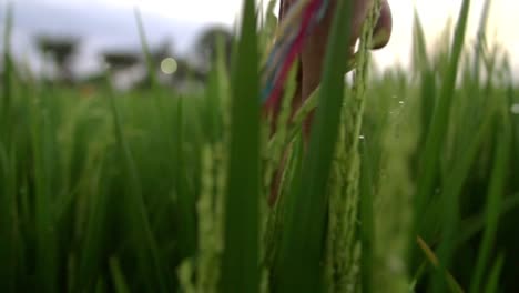 close up of a hand running through crops