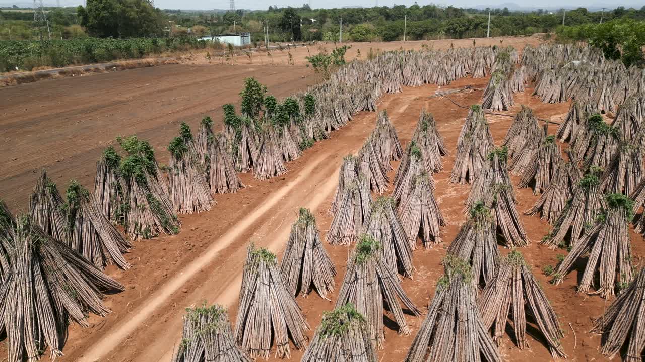 Cassava Farm Drying Process