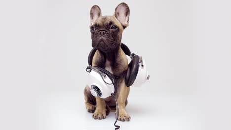 cute pet french bulldog puppy with headphones against a white background