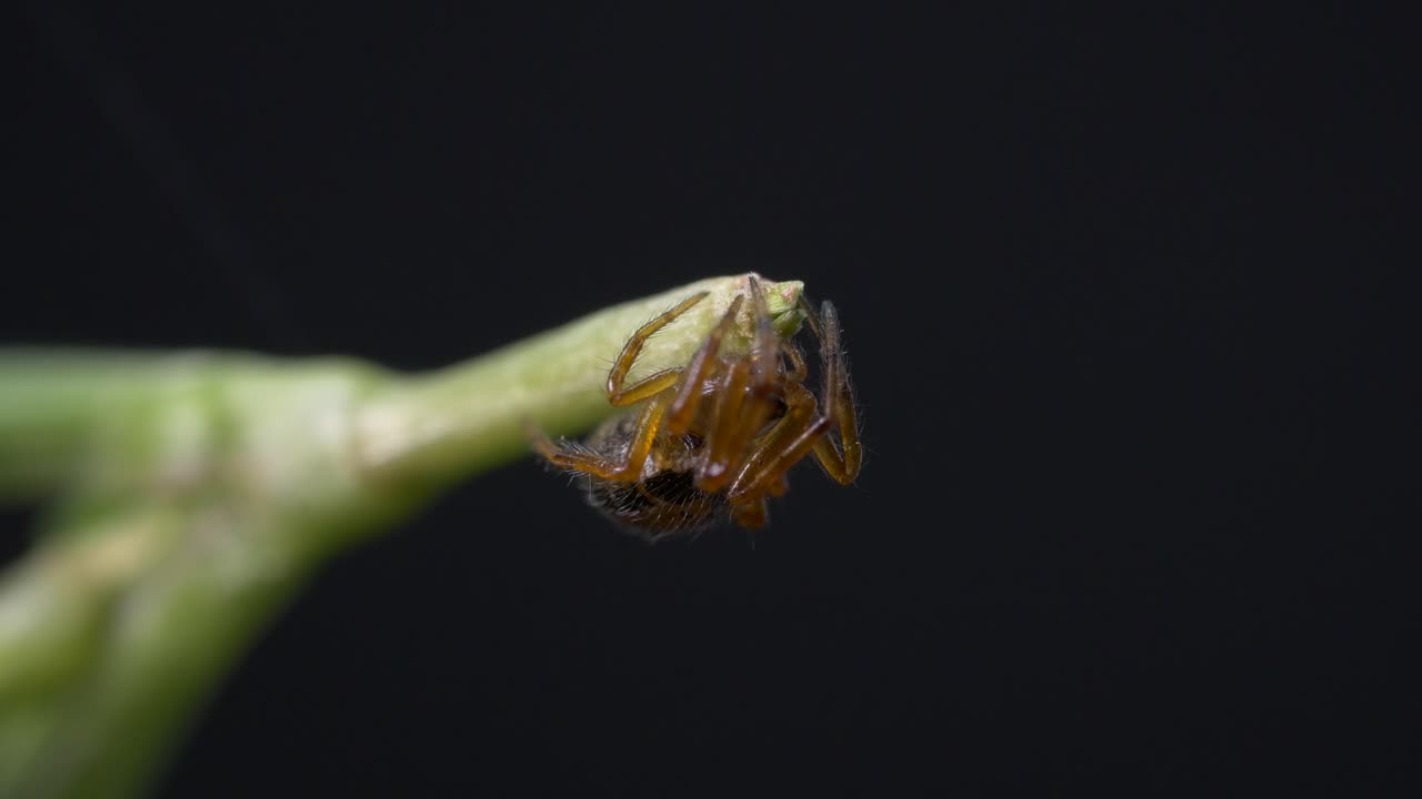 Close Up Of An Orb-weaver Spider Clinging At The End Of A Green Stem Against Black Background
