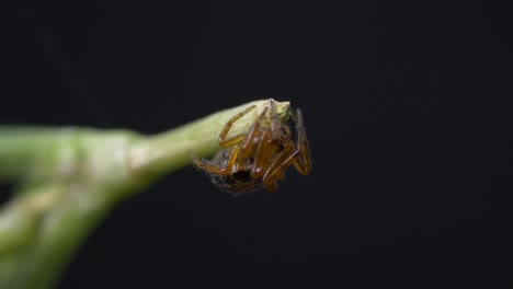 close up of an orb-weaver spider clinging at the end of a green stem against black background