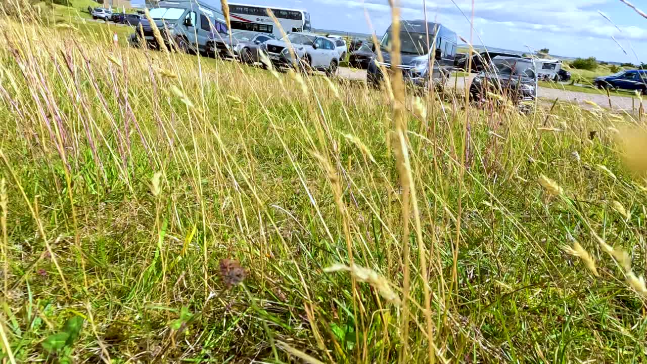 Low-angle camera moves through tall summer grass toward a parking lot with cars under bright daylight in Cromarty, Scotland, evoking a peaceful rural atmosphere