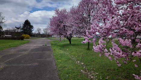 cherry trees blooming along quiet park road